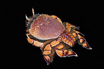 Spanner crab (Ranina ranina) on black background, Rinca, Indonesia, Indo-Pacific.