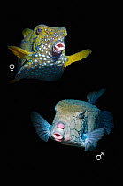 Yellow boxfish (Ostracion cubicus), male and female, composite image on black background, Red Sea, Egypt.
