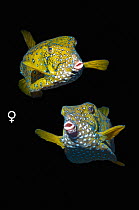 Female Yellow boxfish (Ostracion cubicus) composite image on black background, Red Sea, Egypt.