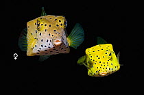 Female Yellow boxfish (Ostracion cubicus) with juvenile, composite image on black background, Komodo National Park, Indonesia, Indo-Pacific.