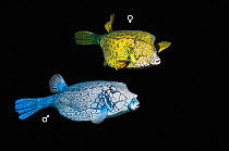 Yellow boxfish / Cube trunkfish (Ostracion cubicus) male and female, composite image on black background, Red Sea, Egypt.