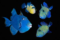 Blue / Rippled triggerfish (Pseudobalistes fuscus), adult and three juveniles, composite image on black background, Lembeh Strait, North Sulawesi, Indonesia,  Indo-Pacific.