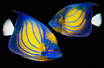 Blue-ringed angelfish (Pomacanthus annularis) composite image on black background, Indonesia, Indo-Pacific.