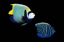 Emperor angelfish (Pomacanthus imperator) adult (left) and juvenile (right) composite image on black background, Andaman Sea, Thailand.