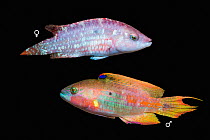 Two spot wrasse (Oxycheilinus bimaculatus) female and male, composite image on black background, West Papua, Indonesia, Indo-Pacific.