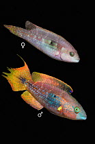 Two spot wrasse (Oxycheilinus bimaculatus) male and female, composite image on black background, Philippines, Pacific Ocean.