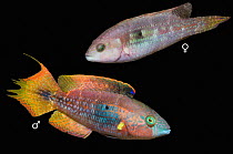 Two spot wrasse (Oxycheilinus bimaculatus) male and female, composite image on black background. Philippines, Pacific Ocean.