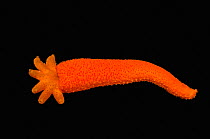 Severed arm of Porous starfish (Fromia milleporella) on black background, regenerating six arms, West Papua, Indonesia, Indo-Pacific.