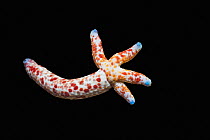 Multipore starfish (Linckia multifora) on black background, regenerating arms, West Papua, Indonesia, Indo-Pacific.