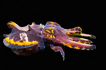 RF - Pfeffer's flamboyant cuttlefish (Metasepia pfefferi) on black background, Puerto Galera, Philippines, Pacific Ocean. (This image may be licensed either as rights managed or royalty free.)