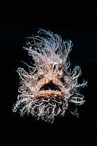 RF - Striped / Hairy frogfish (Antennarius striatus) on black background, Lembeh Strait, North Sulawesi, Indonesia. (This image may be licensed either as rights managed or royalty free.)