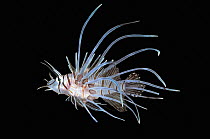 RF - Juvenile Antennata lionfish (Pterois antennata) on black background, Indo-Pacific. (This image may be licensed either as rights managed or royalty free.)