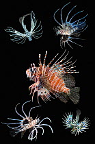 RF - Antennata lionfish (Pterois antennata) with four juveniles, composite image on black background, Indo-Pacific. (This image may be licensed either as rights managed or royalty free.)