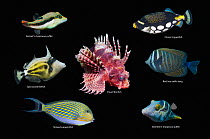 RF - Tropical reef fish, composite image on  black background, Bennets's toby / Bennet's sharpnose puffer (Canthigaster bennetti), Clown triggerfish (Balistoides conspicillum), Spectacled fi...