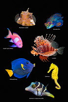 RF - Tropical reef fish, composite image on  black background, Thornback cowfish (Lactoria penthacantha), Mandarinfish (Synchiropus splendidus), Square-spot antias (Pseudanthias pleurotaenia), Lionfis...