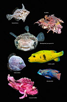 RF - Tropical reef fish, composite image on  black background, Radial filefish (Acreichthys radiatus), Devilfish (Inimicus didactylus), Black-spotted porcupinefish (Arothron hystrix), Puffer filefish...
