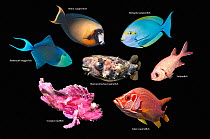 RF - Tropical reef fish, composite image on a black background, Mimic surgeonfish (Acanthurus pyroferus), Elongate surgeonfish (Acanthurus mata), Redmouth triggerfish (Odonus niger), Black spotted por...