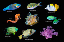 RF - Composite image of tropical reef fish on a black background, Rusty parrotfish (Scarus ferrugineus), Striped surgeonfish (Acanthurus lineatus), Saddleback butterflyfish (Chaetodon falcula), Seahor...