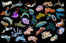 RF - Composite image of tropical nudibranchs on a black background showing variety and abundance of nudibranch species, Indo-Pacific (This image may be licensed either as rights managed or royalty fre...