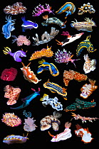 RF - Composite image of tropical nudibranchs on a black background showing variety and abundance of species, Indo-Pacific  (This image may be licensed either as rights managed or royalty free.)