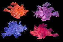 RF - Eschmeyer's scorpionfish (Rhinopias eschmeyeri) composite image showing different colour variations on black background.  Lembeh Strait, North Sulawesi, Indonesia. (This image may be license...