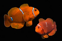 RF - Spine-cheek anemonefish (Premnas biaculeatus) composite image on black background. (This image may be licensed either as rights managed or royalty free.)