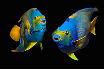 RF - Queen angelfish (Holacanthus ciliaris) composite image on blackbackground, Bonaire,  Antilles, Caribbean, . (This image may be licensed either as rights managed or royalty free.).