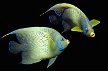 RF - Semicircle angelfish (Pomacanthus semicirculatus) composite image on black background, Indonesia. (This image may be licensed either as rights managed or royalty free.)