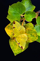 Brimstone moth (Opisthograptis luteolata) camouflaged on leaf, with black background, Banbridge, County Down, Northern Ireland. July.