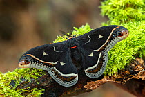 Calleta silkmoth (Eupackardia calleta) resting on a mossy branch, Texas, USA. Controlled conditions.