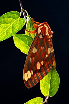Regal moth (Citheronia regalis) resting on leaf with black background.
