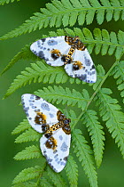 Two Clouded magpie moth (Abraxas sylvata) resting on a fern frond, Gosford Forest Park, County Armagh, Northern Ireland. June.