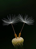 Dandelion (Taraxacum officinale) seedhead with two remaining seeds, Brackagh Moss National Nature Reserve, County Armagh. April.