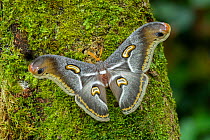 Snake's head moth (Epiphora intermedia) resting on mossy tree trunk, Kenya, Africa. Controlled conditions.