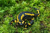 Fire salamander (Salamandra salamandra) resting on damp, mossy ground.