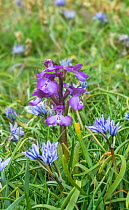 Green-winged orchid (Anacamptis morio) flowering,  Killard Point National Nature Reserve, County Down, Northern Ireland. May.