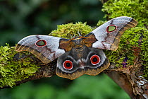 Large eyed emperor moth (Nudaurelia macrothyris) resting on a branch, Dzalanyama Forest, Malawi, Africa. Controlled conditions.