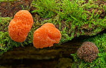 Red raspberry slime mould (Tubifera ferruginosa) growing on a log, Gosford Forest Park, County Armagh, Northern Ireland. September.