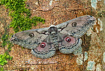 Birch emperor moth (Rinaca lindia) resting on a tree trunk, Khyber-Pakhtunkhwa Province, Pakistan.