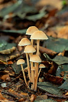 Russet toughshank (Gymnopus dryophilus) toadstool cluster growing in forest floor, Ards Forest Park, County Donegal, Republic of Ireland, September.