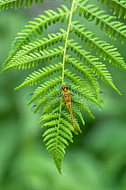 Black darter dragonfly (Sympetrum danae) on a fern frond, Montiaghs Moss National Nature Reserve, County Antrim, Northern Ireland. July.