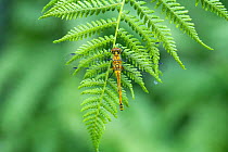 Black darter dragonfly (Sympetrum danae) on a fern frond, Montiaghs Moss National Nature Reserve, County Antrim, Northern Ireland. July.