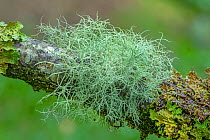 Beard lichen (Usnea cornuta) growing on a tree branch, Ards Forest Park, County Donegal, Republic of Ireland. October.