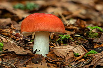 Winter russula (Russula cremoricolor) mushroom, growing on forest floor, Ards Forest Park, County Donegal, Republic of Ireland. September.