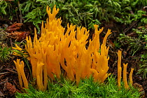 Yellow stagshorn fungus (Calocera viscosa) growing in woodland, Tollymore Forest, County Down, Northern Ireland. September.
