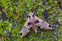 Achemon sphinx moth (Eumorpha achemon) resting on branch, Arizona, USA.