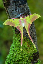 Male Pink spirit moth (Actias rhodopneuma) resting on mossy branch, Cao Bang Province, Vietnam. Controlled conditions