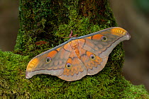 Thai oak silkmoth (Antheraea frithi) resting on a mossy branch,  Thailand. Controlled Conditions.