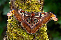 Atlas moth (Attacus atlas) resting on a tree trunk,  Thailand. Controlled conditions.