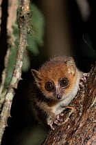 Brown mouse lemur (Microcebus rufus) on tree trunk at night, Ranomafana National Park, Madagascar.
